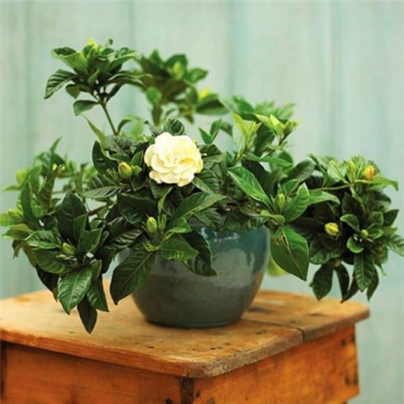 nhà đẹp, những loại hoa nên trồng trong phòng khách, phong thủy phòng khách