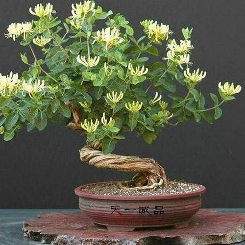 phong thủy gia đình, phong thủy, loài hoa đẹp mùa xuân