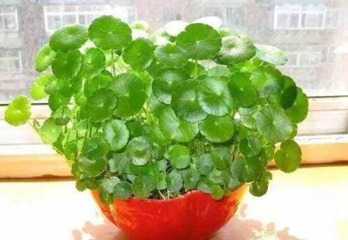 phong thủy gia đình, phong thủy, loài hoa đẹp mùa xuân