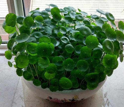 phong thủy gia đình, phong thủy, loài hoa đẹp mùa xuân