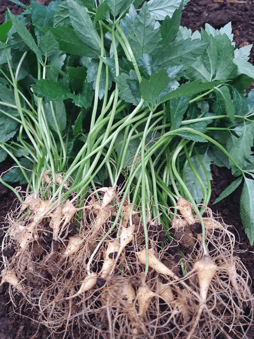 image004.png 0 sâm Ngọc Linh, MHG, tập đoàn Mỹ Hạnh