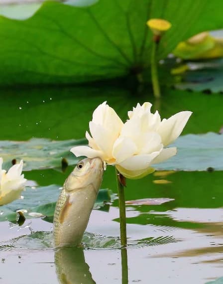 tử vi, con giáp, tử vi tháng 3