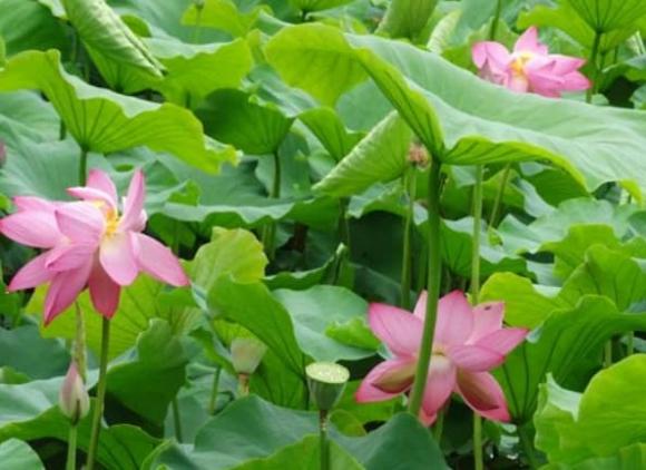 tử vi, con giáp, tử vi tháng 3