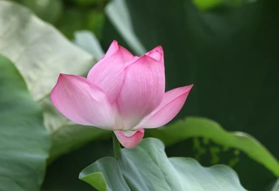 tử vi, con giáp, tử vi tháng 3