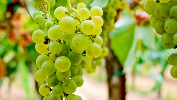 vang-trang-argentina-13 (1).jpg 0 Nho Torrontes, Vang trắng Argentina, Rượu vang, Rượu việt âu