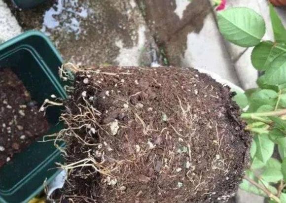trồng cây cảnh, lưu ý khi trồng cây cảnh, khi nào cần thay đất