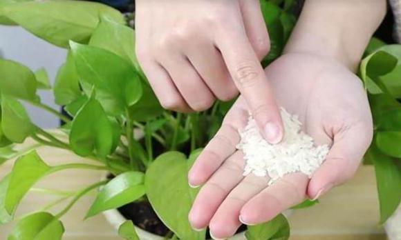 cách chọn nấm đông cô, nấm đông cô, nấm ngon