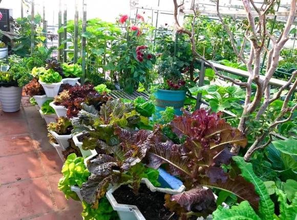 rau xà lách, trồng rau xà lách, trồng cây 