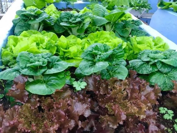 rau xà lách, trồng rau xà lách, trồng cây 