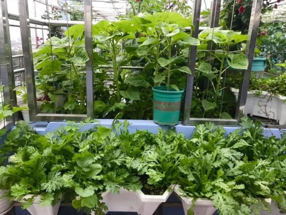 rau xà lách, trồng rau xà lách, trồng cây 
