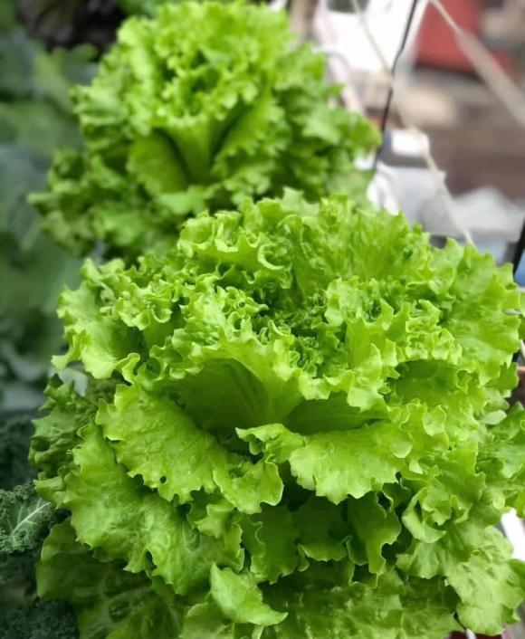 rau xà lách, trồng rau xà lách, trồng cây 
