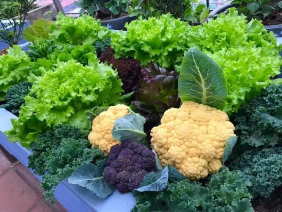 rau xà lách, trồng rau xà lách, trồng cây 