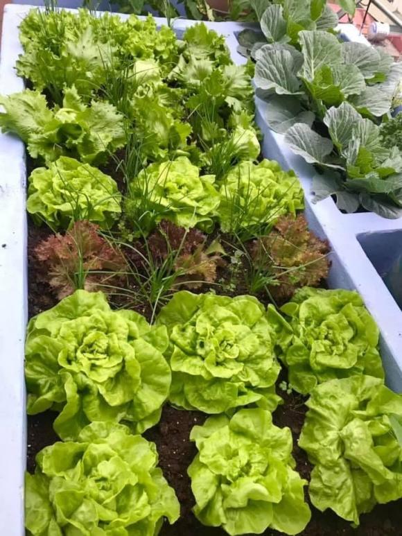 rau xà lách, trồng rau xà lách, trồng cây 