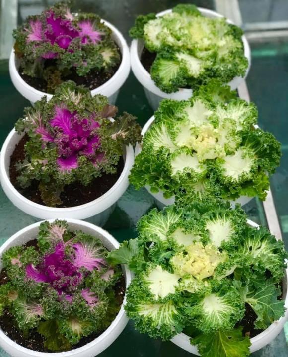 rau xà lách, trồng rau xà lách, trồng cây 