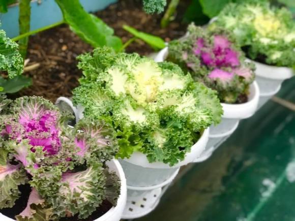 rau xà lách, trồng rau xà lách, trồng cây 