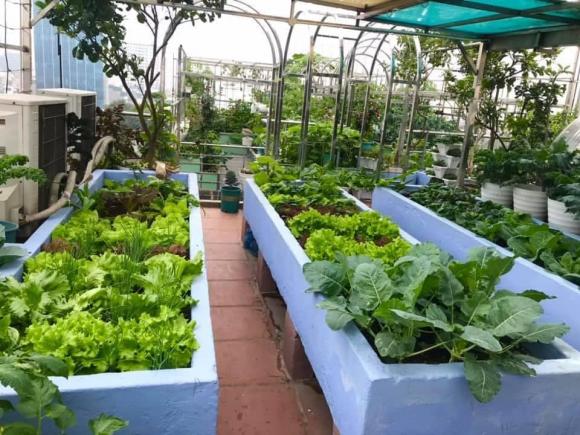 rau xà lách, trồng rau xà lách, trồng cây 