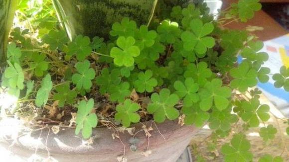 nhổ cỏ, cỏ dại, trồng cây