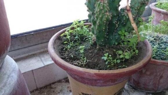 nhổ cỏ, cỏ dại, trồng cây