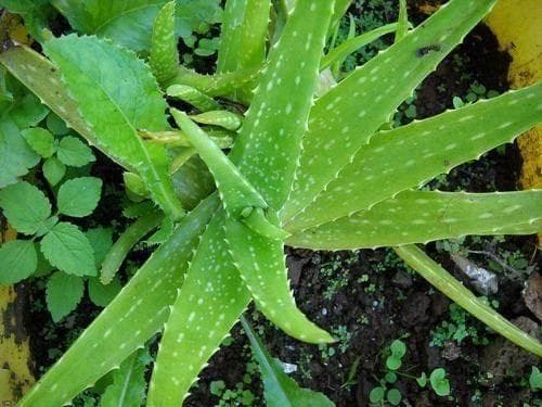 nhổ cỏ, cỏ dại, trồng cây
