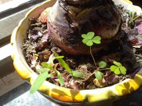 nhổ cỏ, cỏ dại, trồng cây