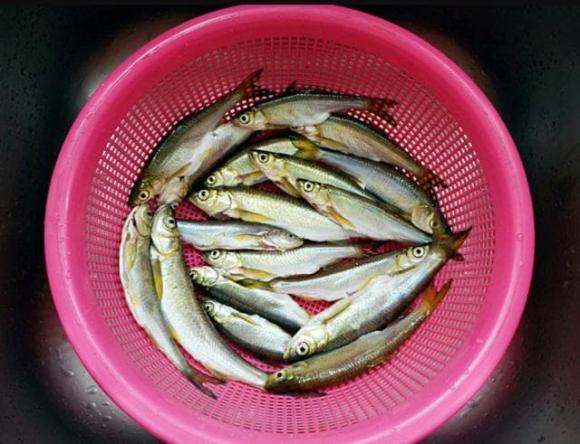 cá nhỏ, cá chiên giòn, dạy nấu ăn, bổ sung canxi