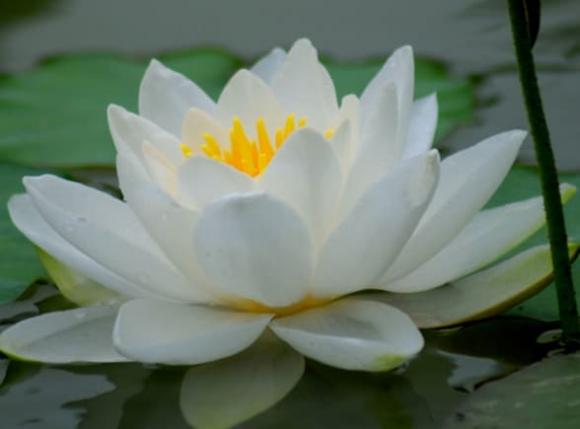 ngày sinh tốt, ngày sinh âm lịch, tử vi