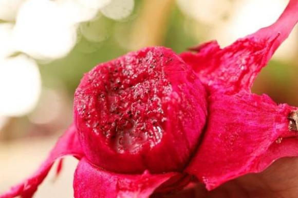 thanh long ruột đỏ, thanh long ruột trắng, cách chọn thanh long