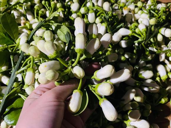hoa bưởi, trà hoa bưởi, công dụng từ hoa bưởi 