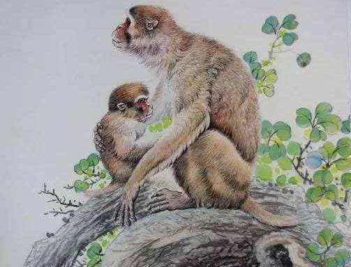 tử vi, con giáp, hổ cái