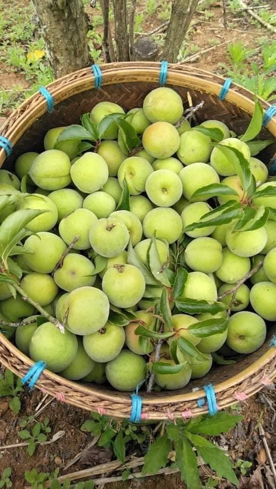 mơ ngâm, rượu mơ, món ngon  
