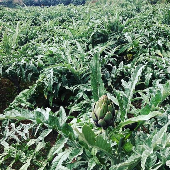 trồng rau, kinh nghiệm trồng rau, rau sạch