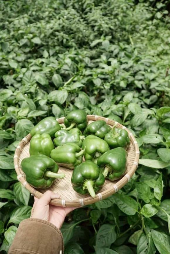 trồng rau, kinh nghiệm trồng rau, rau sạch