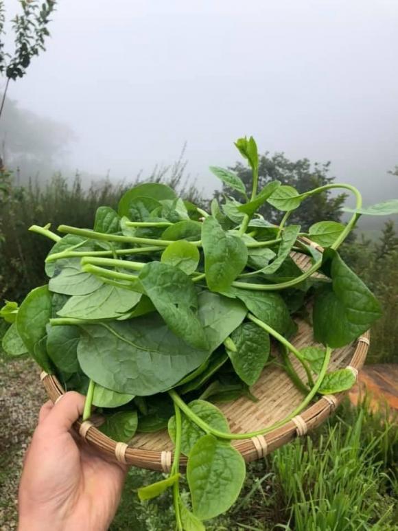 trồng rau, kinh nghiệm trồng rau, rau sạch