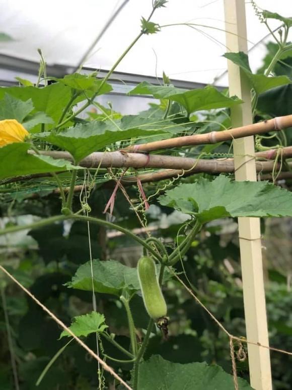 trồng rau, kinh nghiệm trồng rau, rau sạch