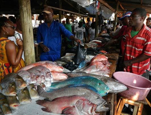 châu phi, con vẹm, con trai biển