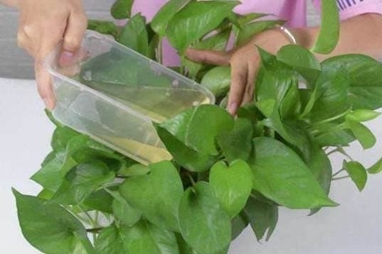 tưới cây, chăm sóc cây