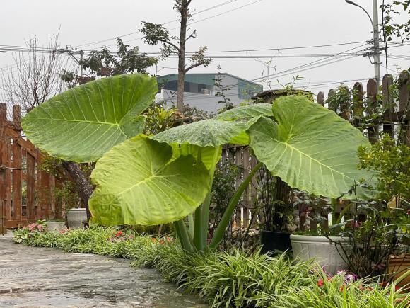 trồng rau sạch, cách trồng rau, mẹo trồng rau