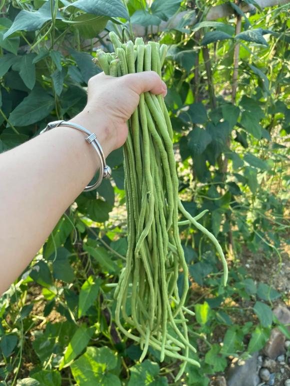 trồng rau sạch, cách trồng rau, mẹo trồng rau