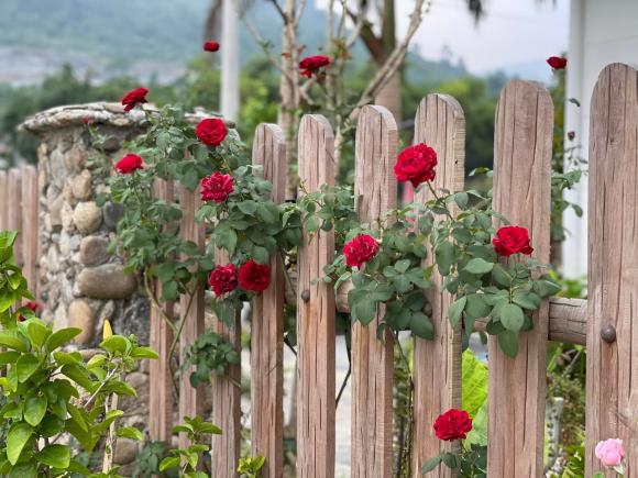 trồng rau sạch, cách trồng rau, mẹo trồng rau