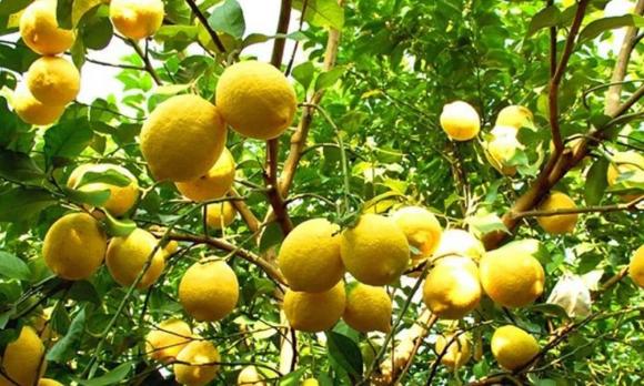 trồng chanh, trồng chanh ở ban công, trồng chanh ra trĩu quả