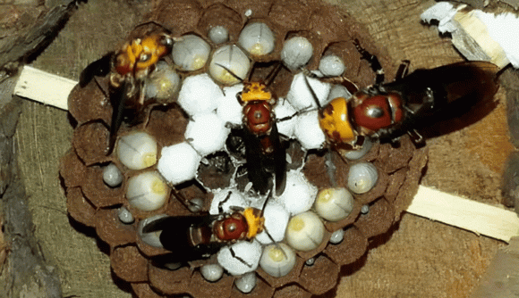 Ong vò vẽ và ong mật: Hình ảnh ong vò vẽ và ong mật sẽ giúp bạn khám phá thêm về cuộc sống của loài ong này. Từ sự đa dạng trong hình dạng và màu sắc, đến cách ong vò vẽ và ong mật hợp tác, tất cả sẽ được bật mí trong ảnh.