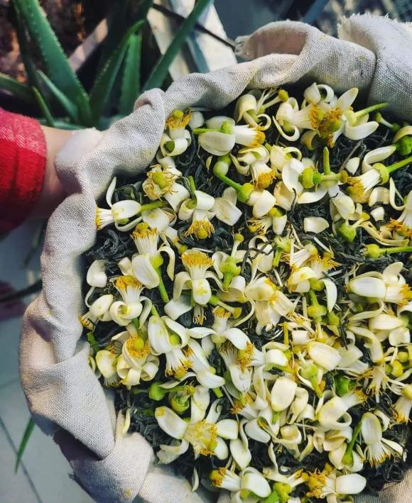 trà hoa bưởi, cách ướp trà, món ngon 