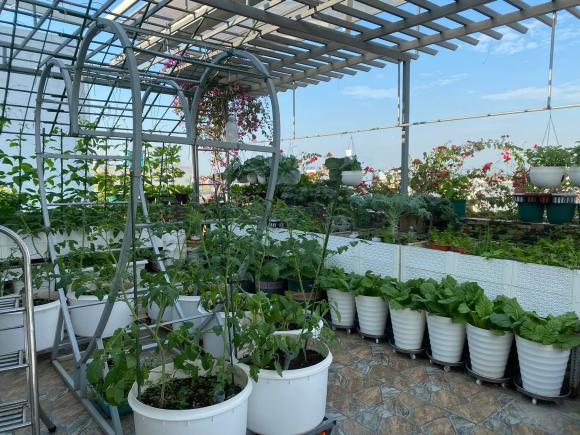 trồng rau sạch, bí quyết trồng rau, mẹo trồng rau, trồng rau trên sân thượng