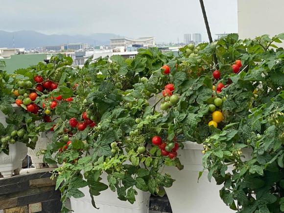 trồng rau sạch, bí quyết trồng rau, mẹo trồng rau, trồng rau trên sân thượng