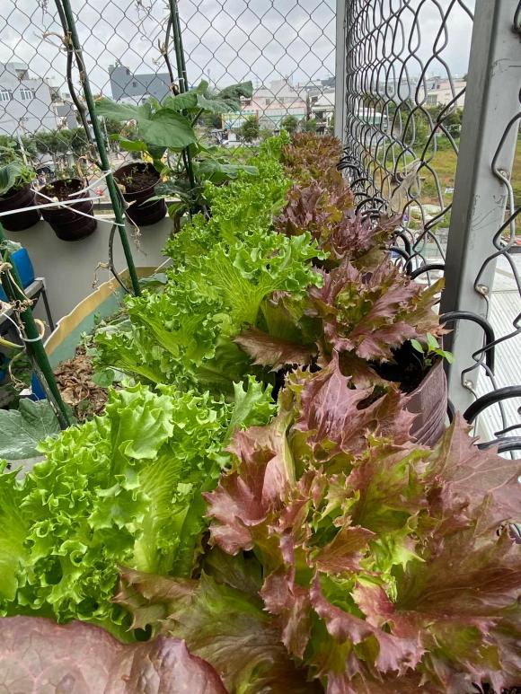 trồng rau sạch, bí quyết trồng rau, mẹo trồng rau, trồng rau trên sân thượng
