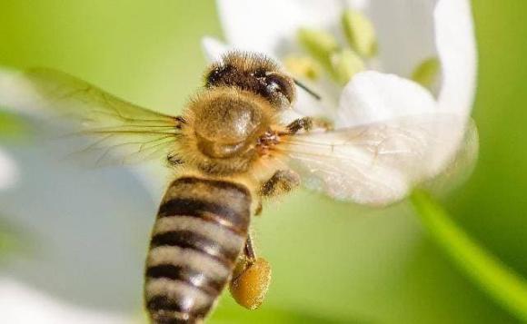 mật ong, kiêng kỵ, những người cấm kỵ ăn mật ong