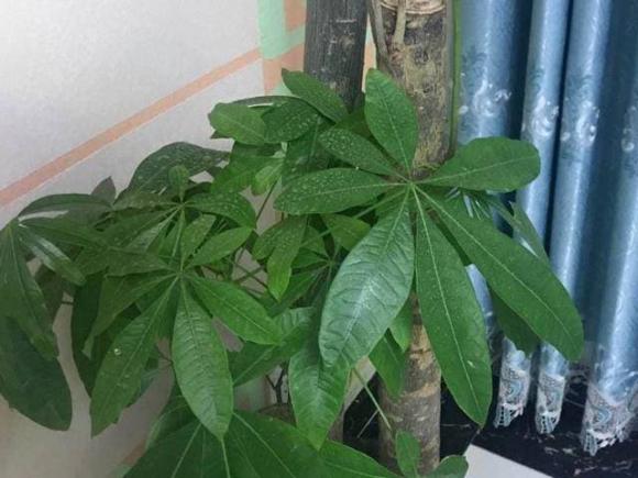 trồng cây tại nhà, cây bị vàng lá, cây vàng lá