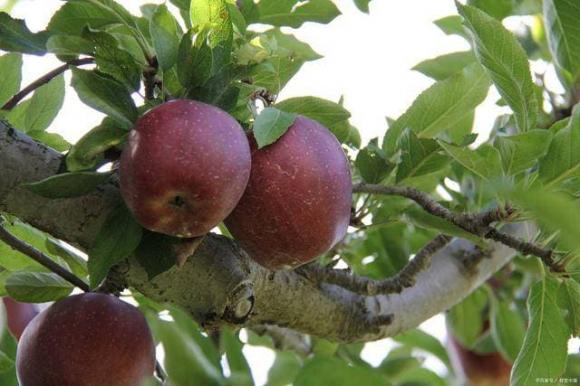 loại trái cây có thể ăn vào mùa hè, trái cây, lưu ý khi ăn trái cây