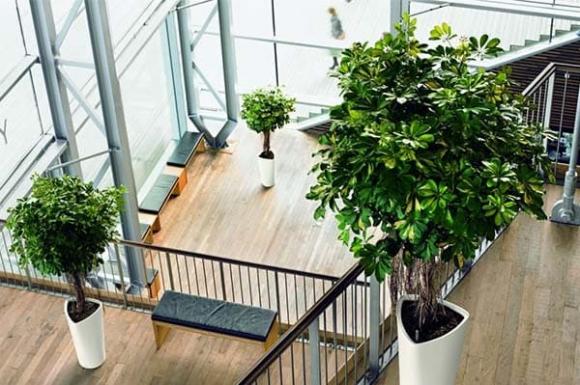 cây xanh, cây xanh đuổi muỗi, phong thủy gia đình