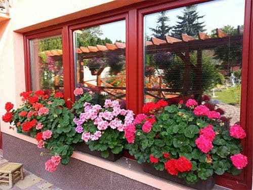 cây xanh, cây xanh đuổi muỗi, phong thủy gia đình